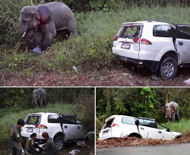 Enam Tewas Akibat Mobil Tabrak Gajah Liar